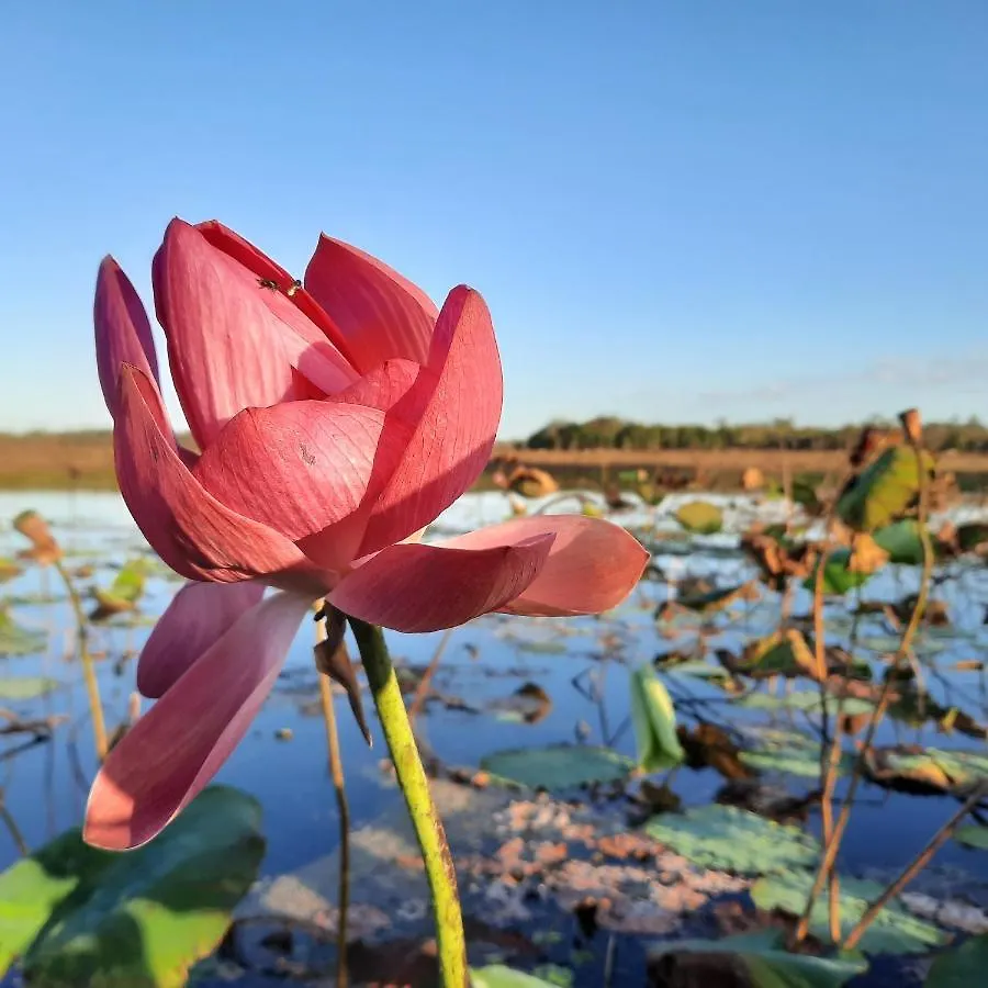 Tente de luxe Wild Nature Lodge, Mareeba Wetlands Biboohra