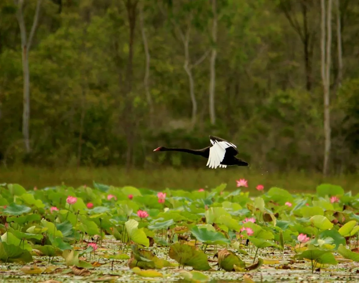 Tente de luxe Wild Nature Lodge, Mareeba Wetlands Biboohra Australie