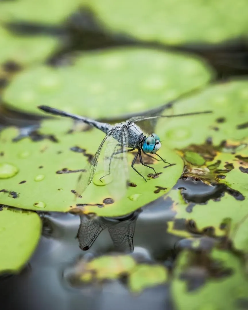 Wild Nature Lodge, Mareeba Wetlands Biboohra